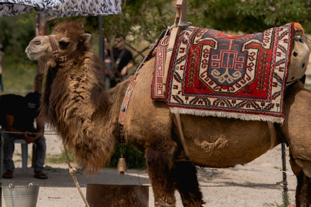pexels-photo-1115809-1115809 A beautifully decorated camel with a traditional carpet at an outdoor festival, capturing cultural richness.